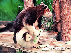 What is this adorable creature that looks like Pooh Bear and a red panda combined?! They're currently endangered because of humans encroaching on their habitats. SUPPORT THEIR CUTENESS, FAST.