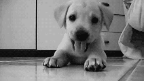 This is not to say that puppies are toys, but they're certainly fun makers. Fitness company TRX Training even credits a dog as a co-founder.