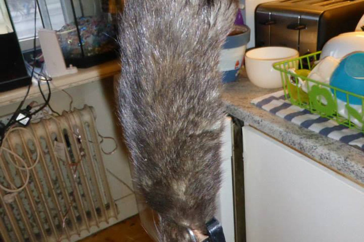 Mutant 15-Inch Rat Terrorises Family After Chewing Through Concrete Wall