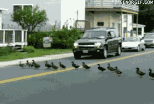 HOW DO I DEAL?! Pretend they are cute ducklings. It's your best bet.