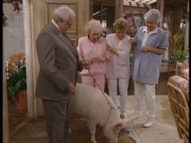 The girls adopt Baby the pig, with the promise of $100,000 upon his demise.