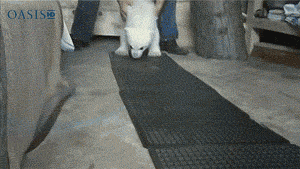 Baby polar bears are my shit. They may grow up to be vicious and murderous and like a million times bigger than me, but the babies...COME AT ME
