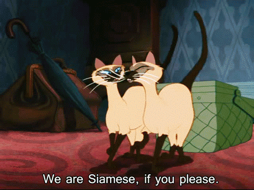 These twin Siamese cats love to engage in mischief, and pass the blame onto someone else.