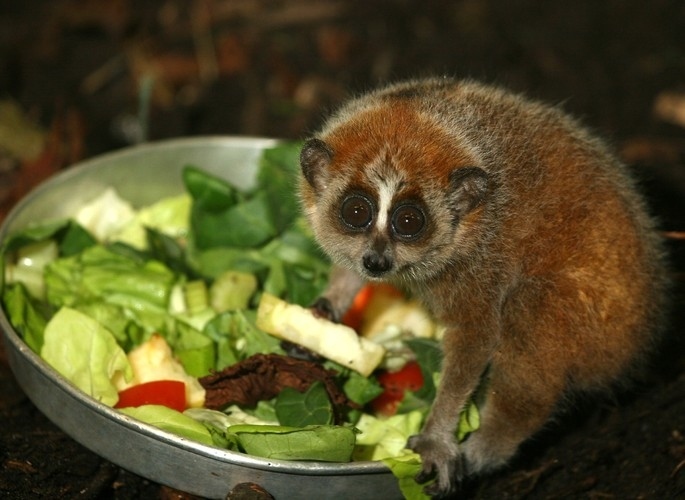 While they are omnivores Slow Lori seem to love lots of fruits and veggies!