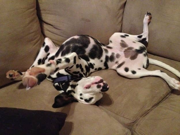 Resultado de imagen para dalmatian sleeping