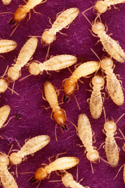 Speaking of terrible things that can happen – have you ever had termites? Of course, no one wants termites. Out of all the animals and insects on this list, this is probably the only one that can actually destroy your entire house. Does it seem strange that I’m referring to a tiny insect and not thousands of pounds of angry elephant? Well, a single termite doesn’t pose much of a threat (unlike the elephant) but a colony spells trouble. Colonies can range from a few thousand termites to over a million. They’re in your home for one reason and one reason only – they’re eating your wood. One thing is for sure, if you have enough of a problem to notice any kind of swarm or disintegration of your wood, you need professional help.