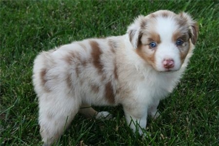 20 Australian Shepherd Puppies That Are So Adorable You Might Just Explode