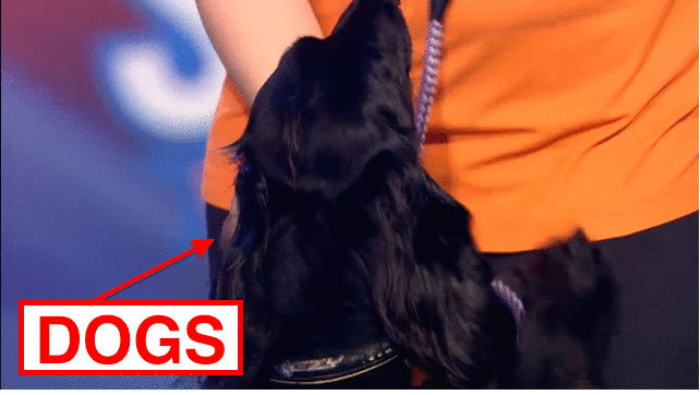 Dogs. Dogs. Dogs. Dogs. Dogs. Dogs. Dogs. Dogs. Dogs. Dogs. Dogs. Dogs.The challenges though, are pretty random.