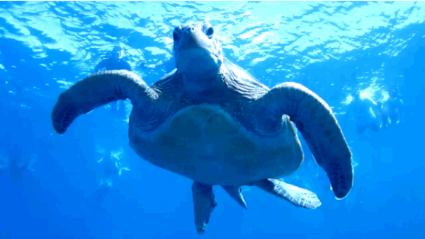 According to the Australian Marine Conservation Society, the suspended marine park plans, which were intended to come into effect on July 1 of this year, are the result of "15 years of extensive scientific investigation and the most thorough public consultation process in Australia's history". Greg Hunt told the Sydney Morning Herald his department has begun its own review of how to best manage marine ecosystems.
