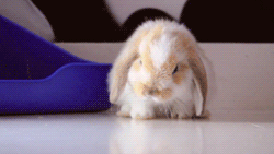He just can't.