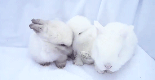 Find some bunnies to nuzzle with.