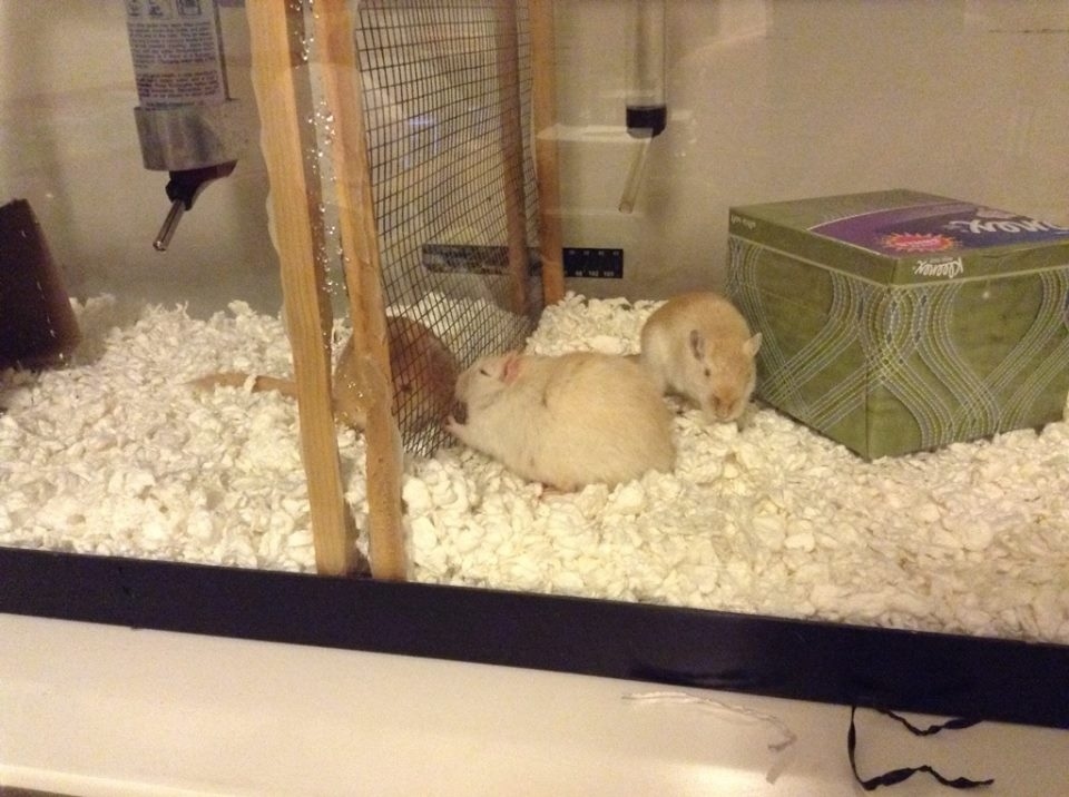 Peppy got along with everyone, but Conrad and Nemo needed some time to get to know each other. The mesh barricade gave them a safe way to interact.