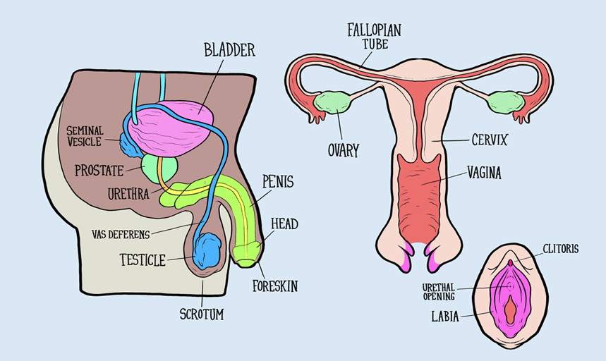 Heres What Happens When You Ask A Bunch Of Adults To Label Male And