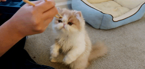 "No, this is the right way. I studied abroad in Japan so... I'm kind of an expert."