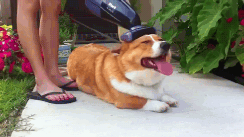 You should vacuum your carpet (and corgi) at least TWICE PER WEEK.