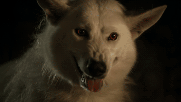 ...six direwolves growling. Five wannabe kings.Four calling whores.Three dragon eggs. Two Lannister loves.And Lord Eddard's head with no body.