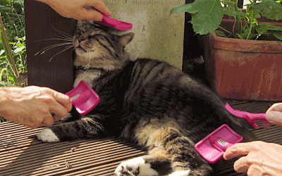 (Again, the cat is not doing anything.)