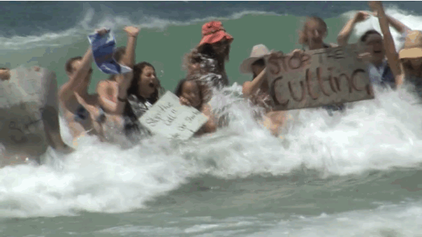 According to the ABC, "Since the cull began in January, 104 sharks - 30 of them more than three metres - have been caught on the drum lines." The policy only allows for sharks larger than 3 metres to be killed, and continues despite a 6,000 person rally, 23,000 public submissions to the Environmental Protection Authority, and the danger this practice poses to endangered Great Whites.