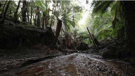 It's a move that's been called unprecedented, coming less than a year since the World Heritage Committee approved an 170,000-hectare extension of the existing boundary under the previous government. The Abbott government's justification is that the forest area in question is too degraded to be worthy of protection - a view strongly challenged by the Wilderness Society.
