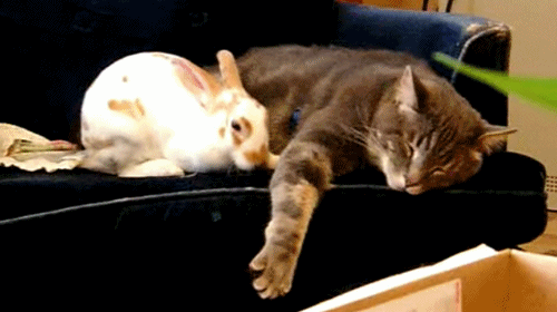 The cat didn't really give a shit, and did nothing to support the bunny's spooning. Poor bunny.