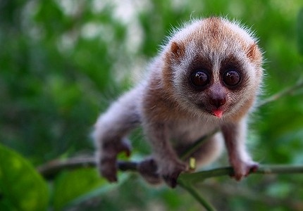 Slow Lorises have special adaptions on their hands and feet that allow them to hang on to branches for very long periods of time.