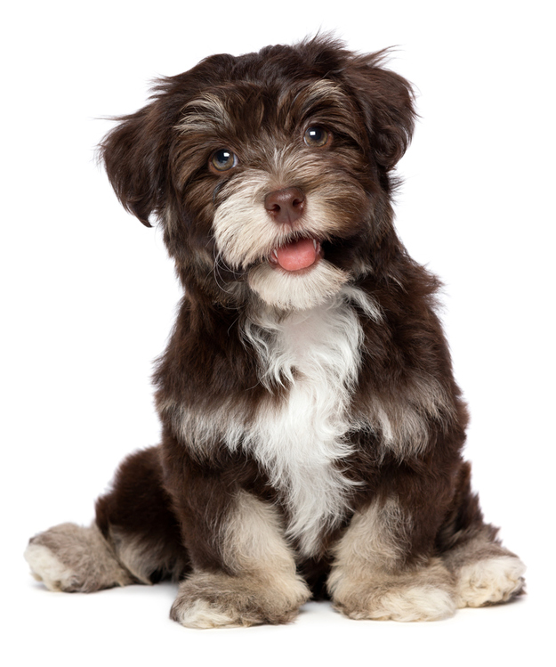 A Dog