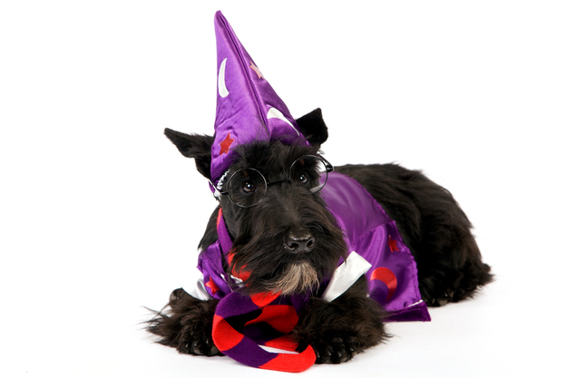 A Wizard