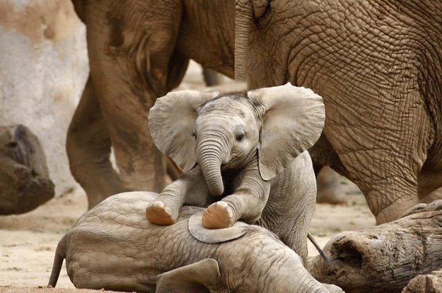 17 filhotes de elefante aprendendo a usar suas trombas