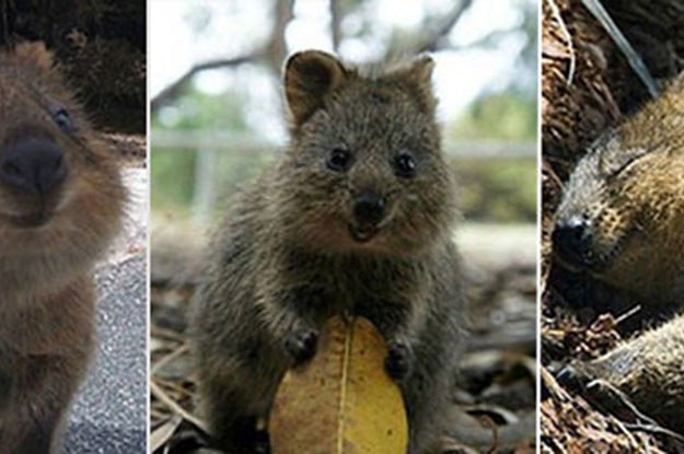 Quokka Quokka