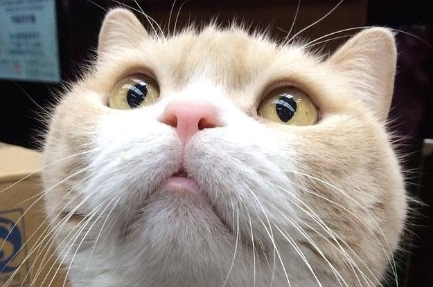Brother Cream Is Hong Kong's Most Famous And Most Adorable Cat