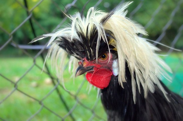 The 14 Most Stylish Chickens You'll See This Spring