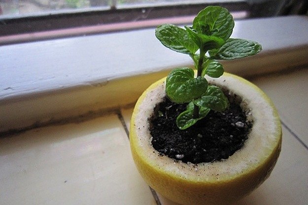 30 Insanely Clever Gardening Tricks