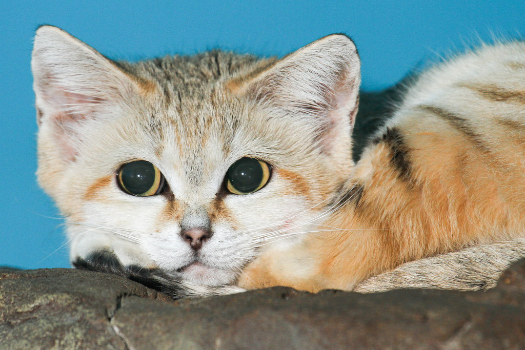 18 Reasons The Sand Cat Is Your New Favorite Animal