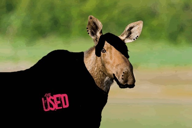 I'm a moose...like whatever.
