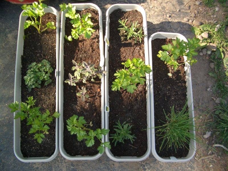 17 Tips For Starting Your Own Herb Garden