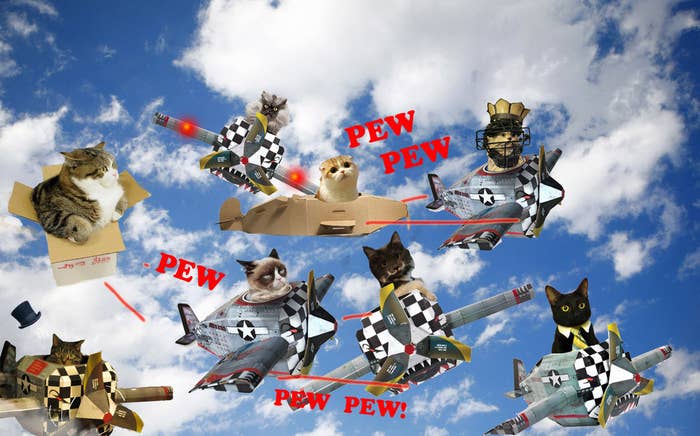 Internet cats shown: Professor Peanut, Maru, Colonel Meow, Grumpy cat, Waffles, Hamilton the Hipster Cat, Dogthecatmandude, and Business Cat