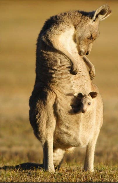 Write down a list of animals and see who can guess the terms used for their young. Did you know a baby kangaroo is a joey?