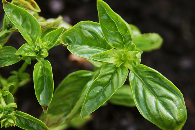 If you're a beginner, start with basil.