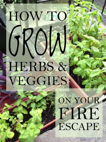 17 Tips For Starting Your Own Herb Garden - Herb Garden Essentials