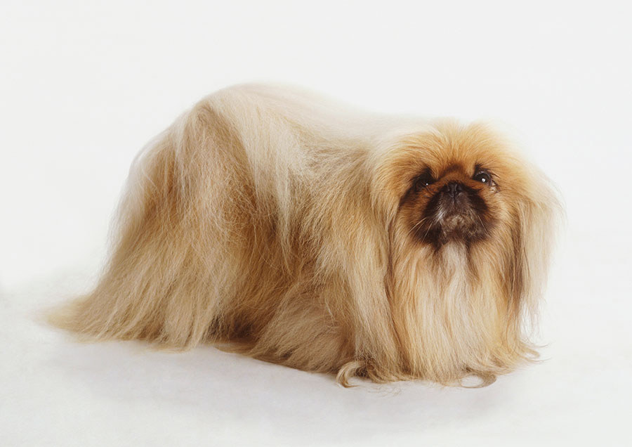 14 Dogs Who Are Having A Bad Hair Day