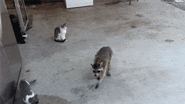 They'll just take the newspaper from your doorstep, or "borrow" (steal) your bike off your porch, or pick some vegetables from your garden... and when you confront them, they act like you're the weirdo.