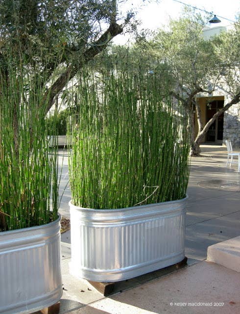 Bonus: If you plant lemongrass, it'll keep the mosquitoes away.