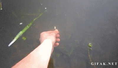 This is a classic parent life lesson: always know what you're trying to do before you do it. Some fish love worms, some love insects, some love shiny things, some love a chase. Just remember that all fish aren't created equal.
