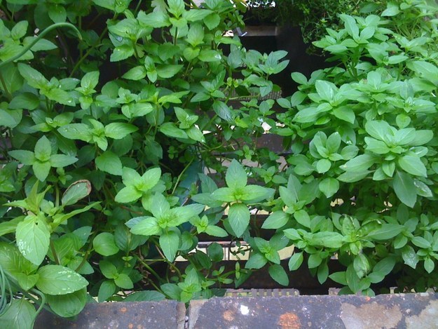 Mint grows like crazy (and requires some firm discipline).