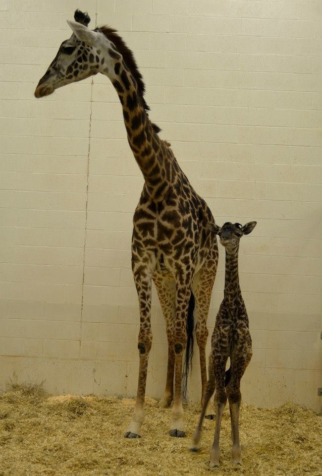 Как рожают жирафы. Рождение жирафа. Беременный Жираф. Жираф роды. Жираф рожает.