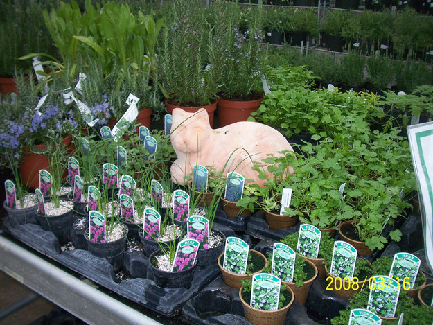 Let a professional start your seedlings.