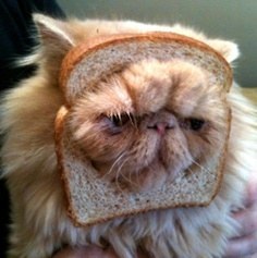 "I'll never have to take the medicine if they think I'm bread! Who's in control now, human?!"