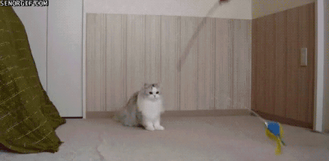 Assuming you're OK with driving your pets insane.