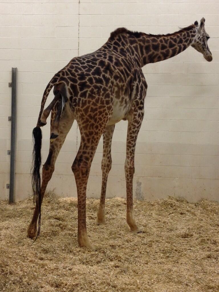 Как рожают жирафы. Рождение жирафа. Жираф рождается. Жираф роды. Беременный Жираф.