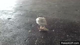 This little guy, AKA the Rocky Balboa of the Bug community, apparently 'worked out' with this piece of cotton for OVER THREE HOURS.
